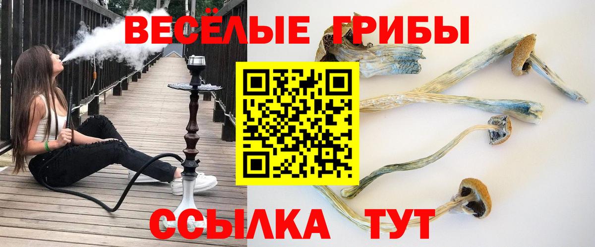 Псилоцибиновые грибы Psilocybine cubensis Черняховск
